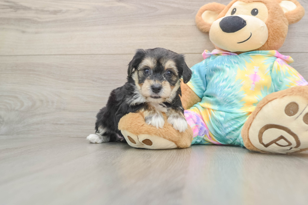 Yorkie Chon Puppy for Adoption