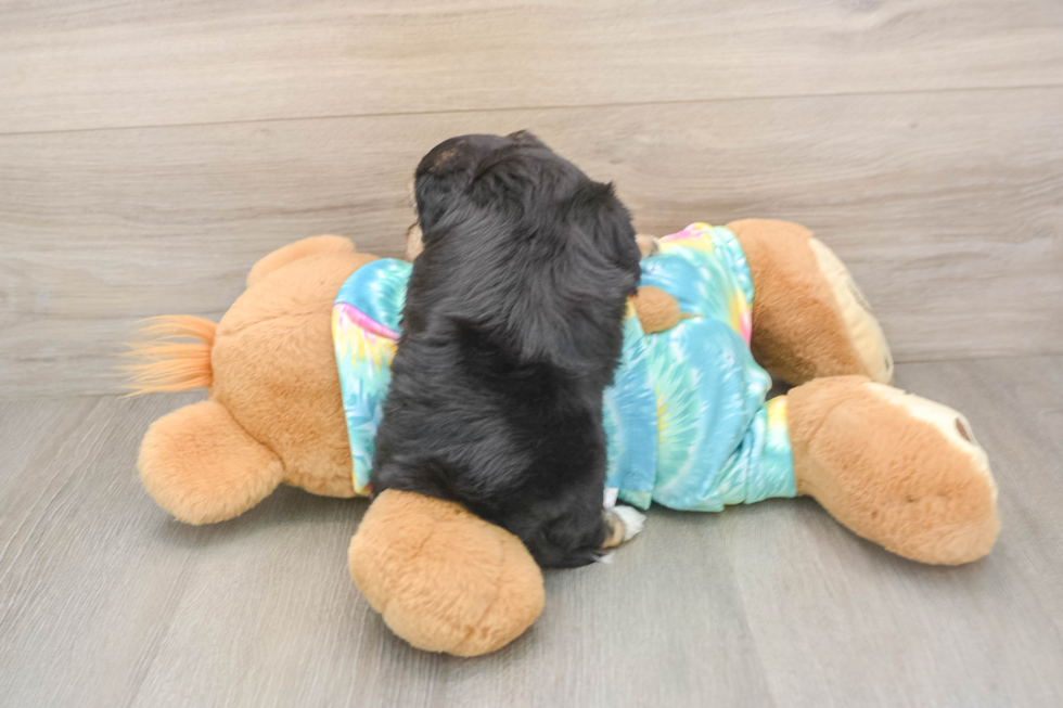 Yorkie Chon Puppy for Adoption