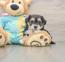 5 week old Yorkie Chon Puppy For Sale - Lone Star Pups