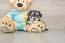 Yorkie Chon Puppy for Adoption