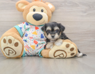 5 week old Yorkie Chon Puppy For Sale - Lone Star Pups