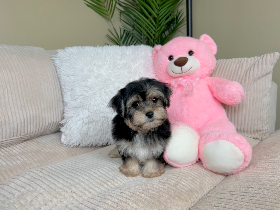 Yorkie Chon Puppy for Adoption