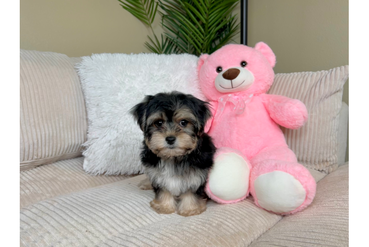 Yorkie Chon Pup Being Cute