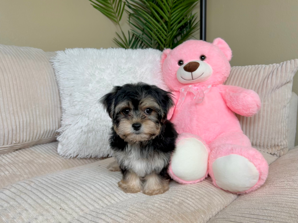 Yorkie Chon Pup Being Cute