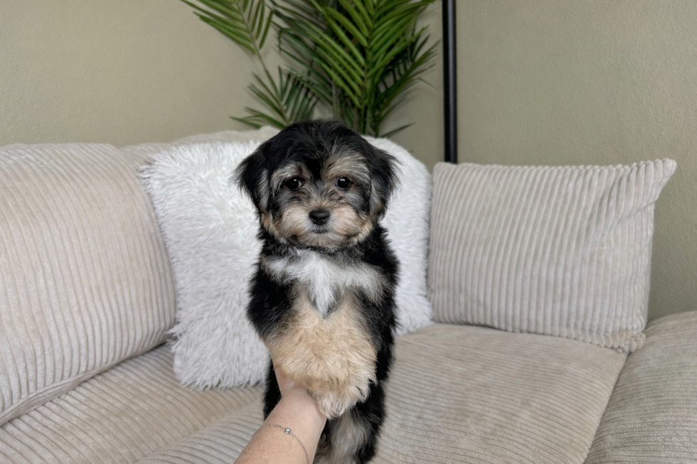 Best Yorkie Chon Baby