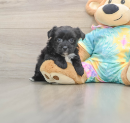 7 week old Yorkie Chon Puppy For Sale - Lone Star Pups