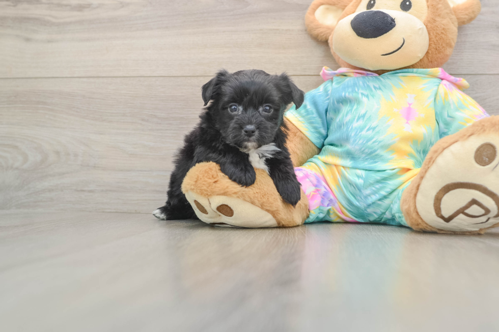 Best Yorkie Chon Baby