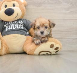 5 week old Yorkie Chon Puppy For Sale - Lone Star Pups