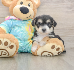 5 week old Yorkie Chon Puppy For Sale - Lone Star Pups