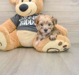 5 week old Yorkie Chon Puppy For Sale - Lone Star Pups
