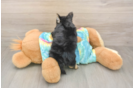 Yorkie Chon Puppy for Adoption