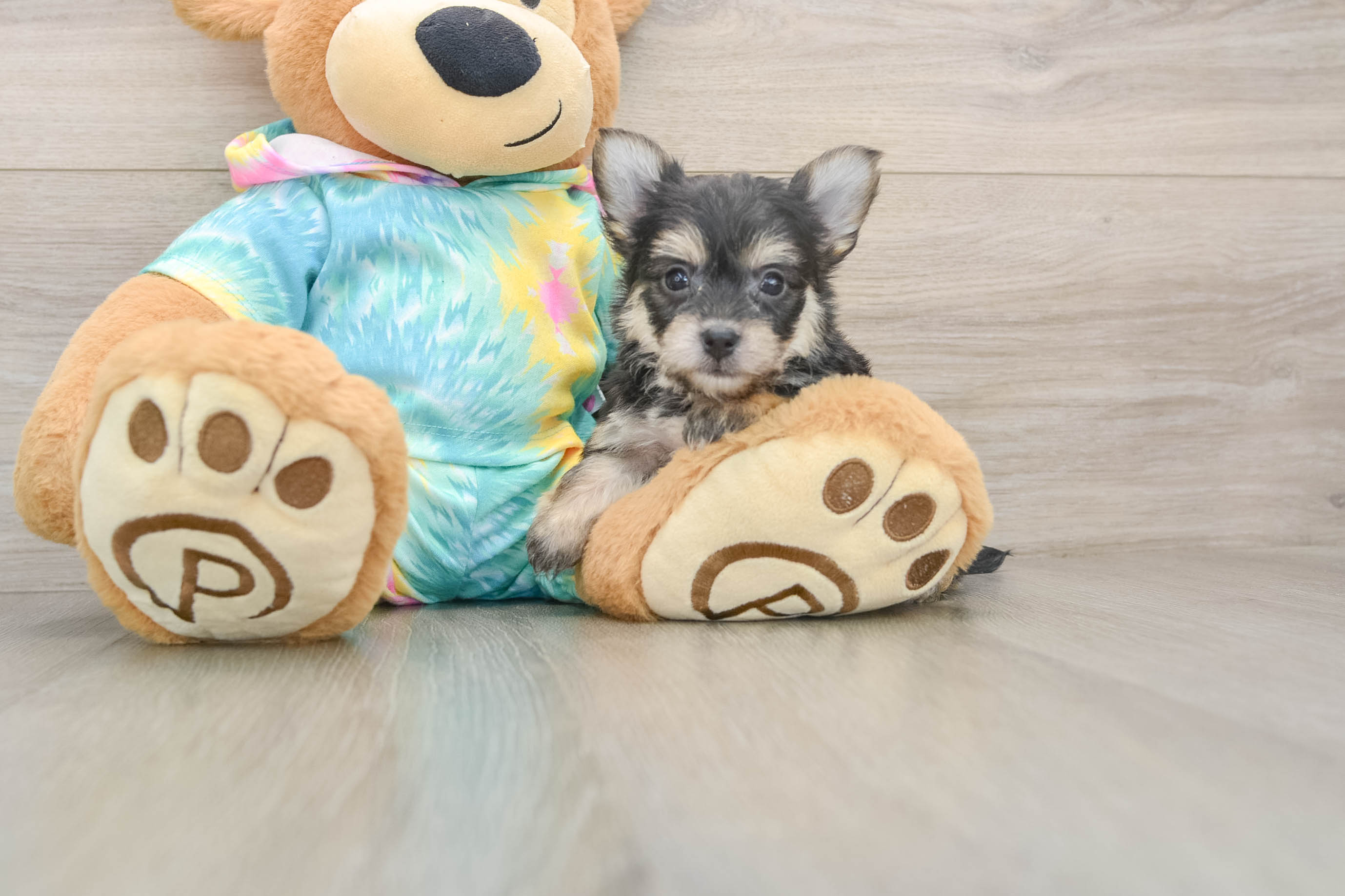 Energetic Yorkichon Designer Puppy