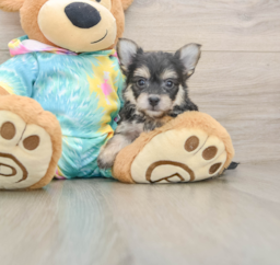 5 week old Yorkie Chon Puppy For Sale - Lone Star Pups
