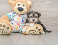 5 week old Yorkie Chon Puppy For Sale - Lone Star Pups