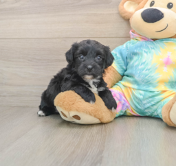 6 week old Yorkie Chon Puppy For Sale - Lone Star Pups