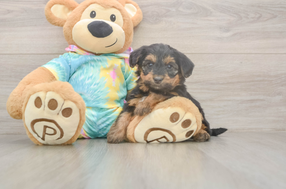 5 week old Yorkie Poo Puppy For Sale - Lone Star Pups