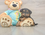 6 week old Yorkie Poo Puppy For Sale - Lone Star Pups 6 week old Yorkie Poo Puppy For Sale - Lone Star Pups