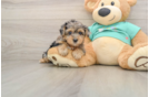 Popular Yorkie Poo Poodle Mix Pup