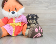 5 week old Yorkie Poo Puppy For Sale - Lone Star Pups