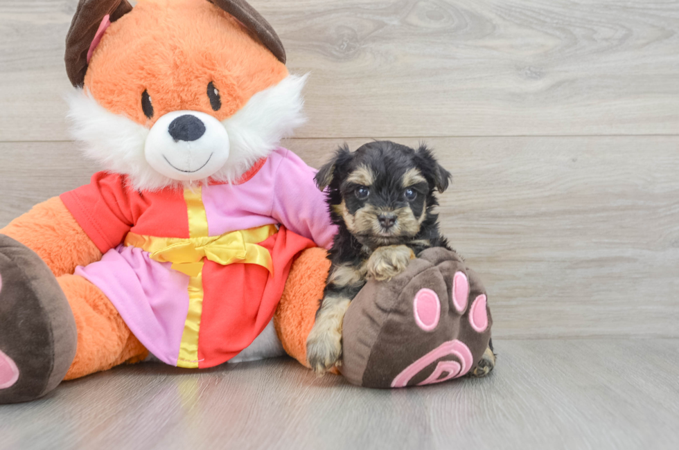 5 week old Yorkie Poo Puppy For Sale - Lone Star Pups