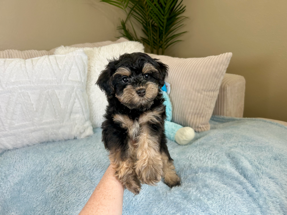 Cute Yorkie Poo Poodle Mix Pup