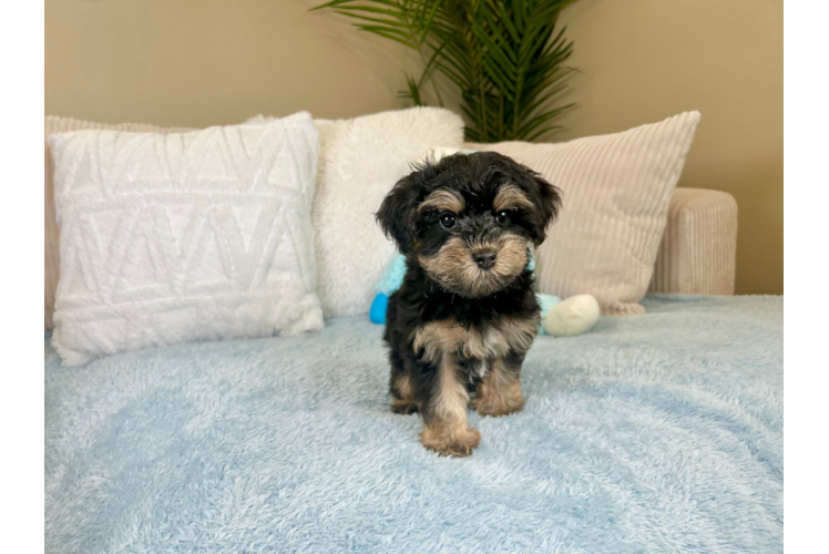 Yorkie Poo Puppy for Adoption
