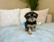 9 week old Yorkie Poo Puppy For Sale - Lone Star Pups