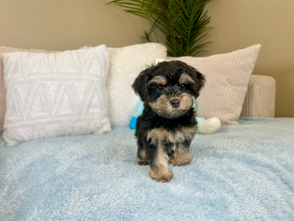 Yorkie Poo Puppy for Adoption