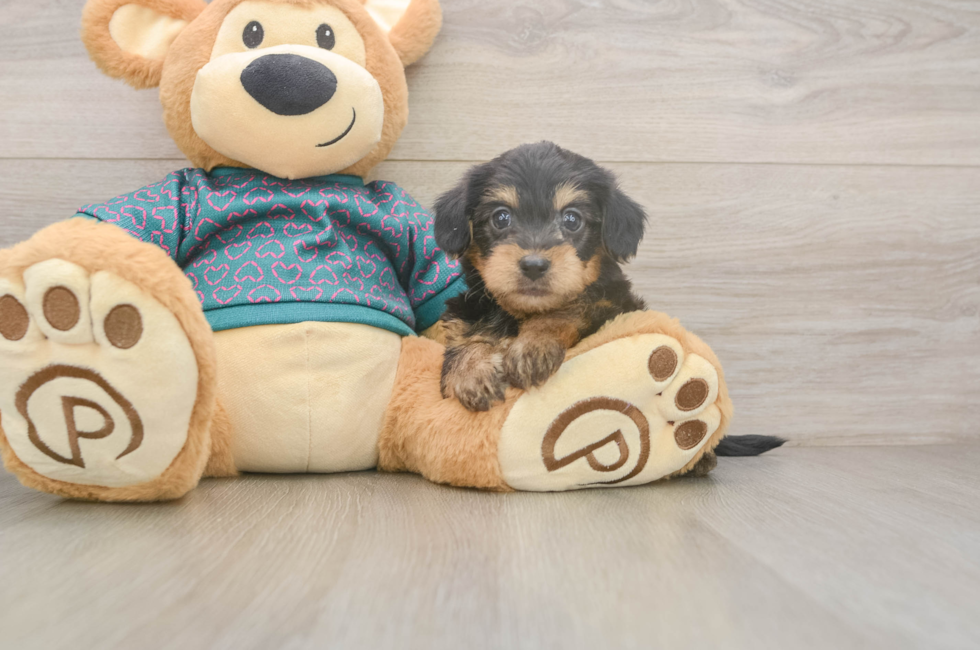 5 week old Yorkie Poo Puppy For Sale - Lone Star Pups