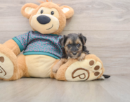 8 week old Yorkie Poo Puppy For Sale - Lone Star Pups