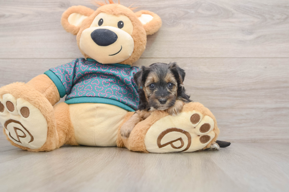 Best Yorkie Poo Baby