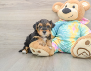 8 week old Yorkie Poo Puppy For Sale - Lone Star Pups