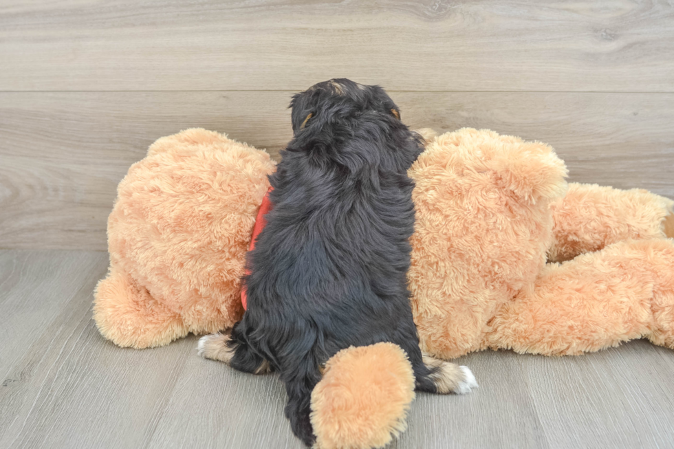 Happy Yorkie Poo Baby