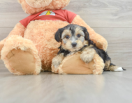 7 week old Yorkie Poo Puppy For Sale - Lone Star Pups