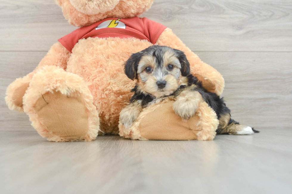 7 week old Yorkie Poo Puppy For Sale - Lone Star Pups