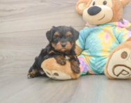 6 week old Yorkie Poo Puppy For Sale - Lone Star Pups