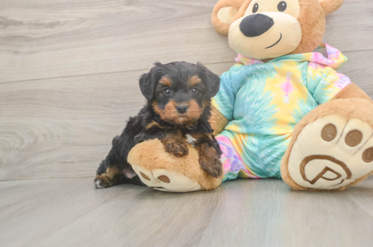 5 week old Yorkie Poo Puppy For Sale - Lone Star Pups Best Yorkie Poo Baby