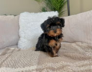 9 week old Yorkie Poo Puppy For Sale - Lone Star Pups