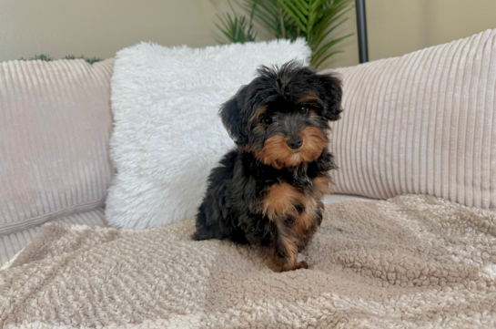 Cute Yo Yo Poo Poodle Mix Puppy