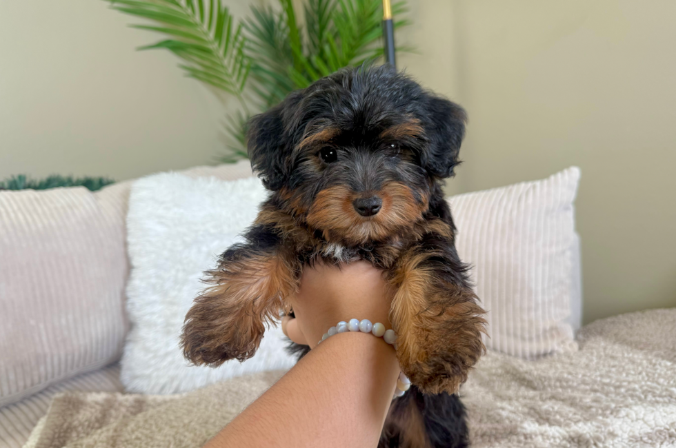 10 week old Yorkie Poo Puppy For Sale - Lone Star Pups