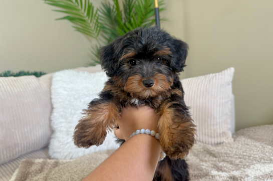 Yorkie Poo Puppy for Adoption