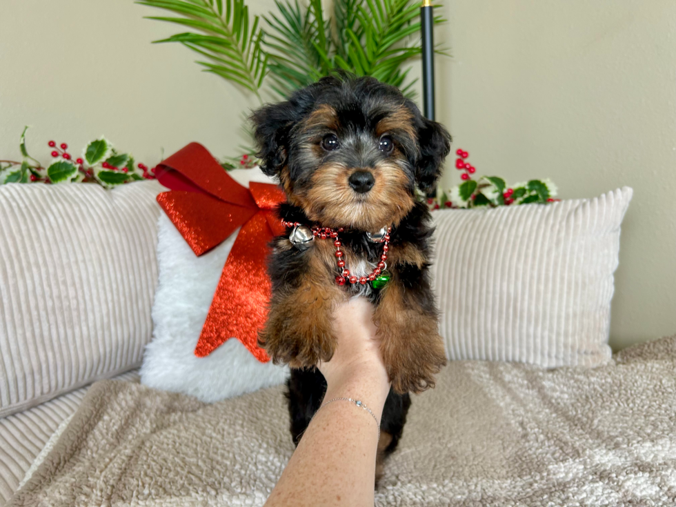 Yorkie Poo Pup Being Cute