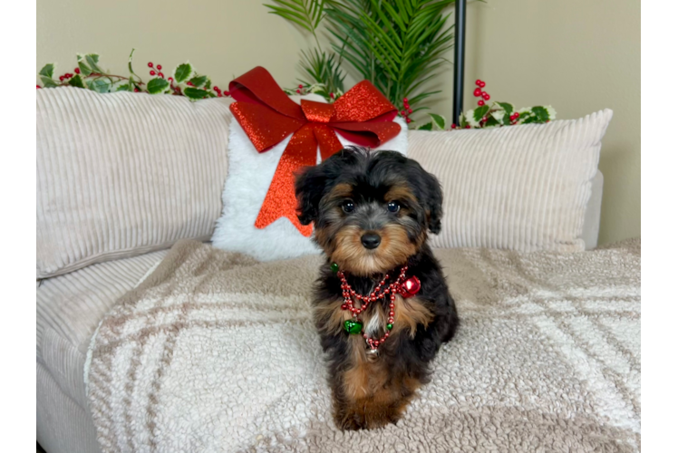 Cute Yo Yo Poo Poodle Mix Puppy
