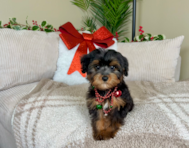 11 week old Yorkie Poo Puppy For Sale - Lone Star Pups