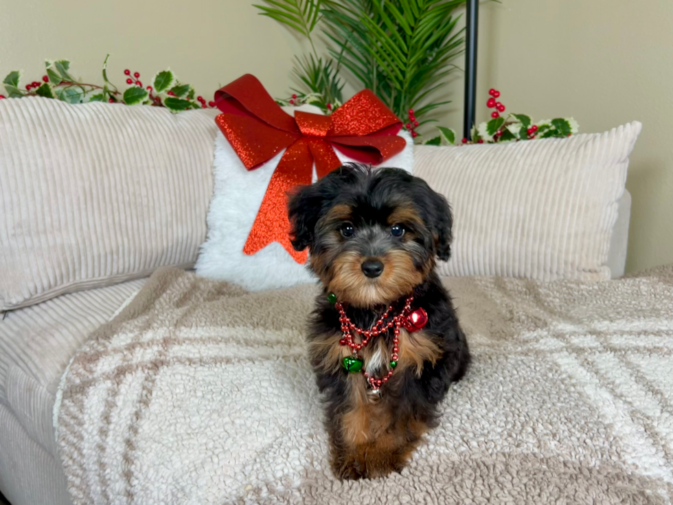 Cute Yo Yo Poo Poodle Mix Puppy