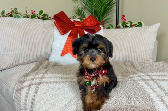 Yorkie Poo Puppy for Adoption