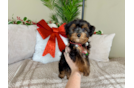 Yorkie Poo Pup Being Cute