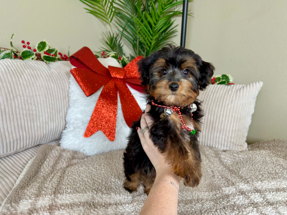 Yorkie Poo Pup Being Cute