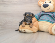 8 week old Yorkie Poo Puppy For Sale - Lone Star Pups