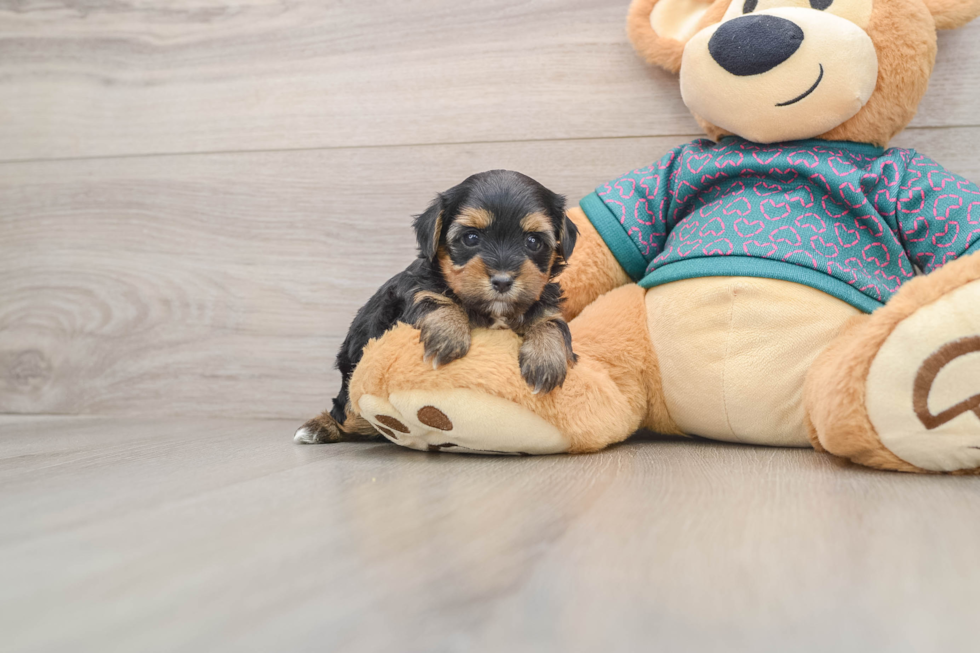Friendly Yorkie Poo Baby